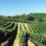 30-anni-fa-lo-scandalo-metanolo-piu-qualita-e-primato-export-per-vigneti-toscani.-Ma-il-consumo-scende-ancora_opengraph