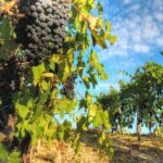 grapes-chianti