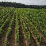 vigneti-toscani