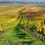 vite-vigneto-campo-autunno-felinda-fotolia-750x498